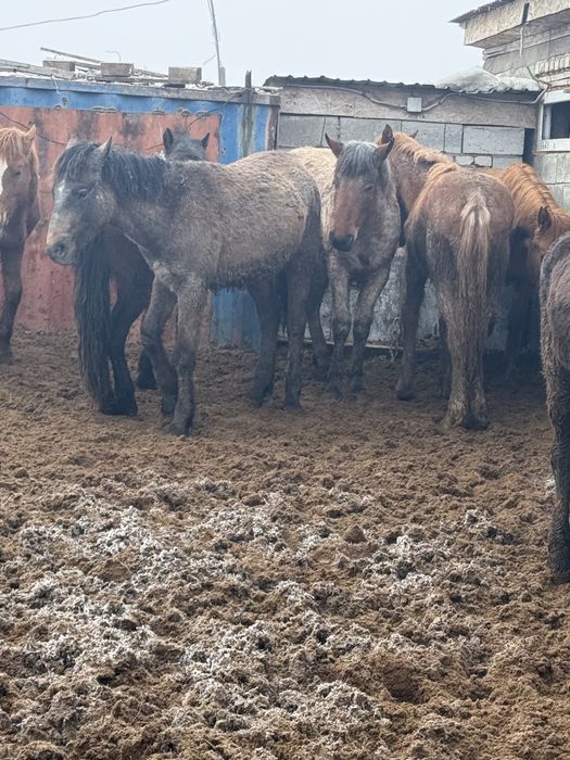 Лощадь жылкы тай байтал