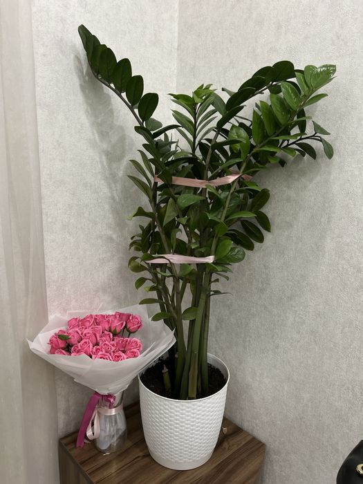 продам домашние цветы высота1,50