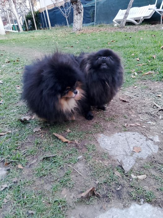 Померан померани