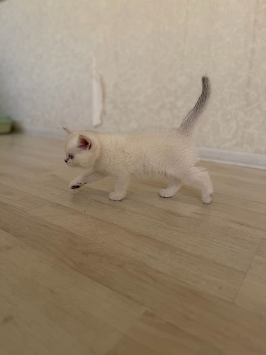 Продается британка шиншилла