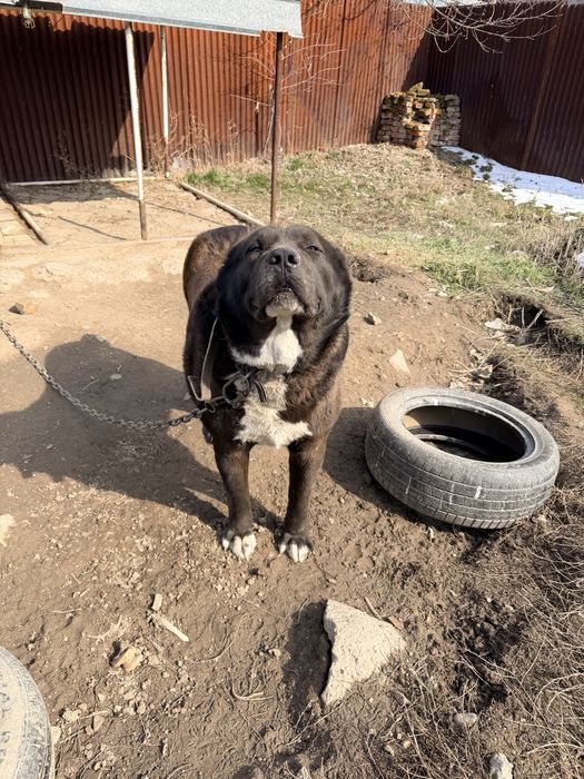 Казаки кара тобет