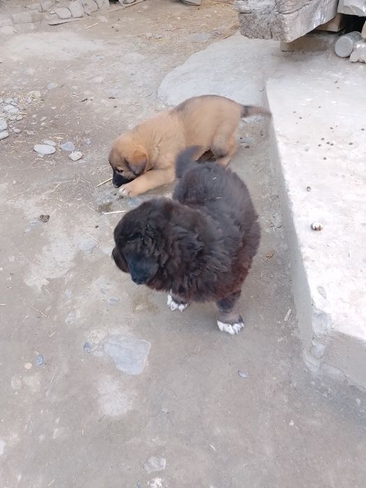 Alabay zottor it bolasi koʻrinishi zoʻr bir yarim oylik