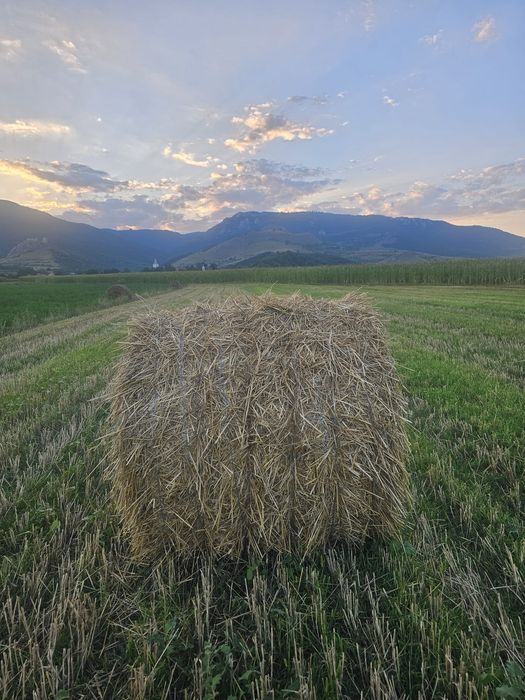Vand   baloti de paie de grâu