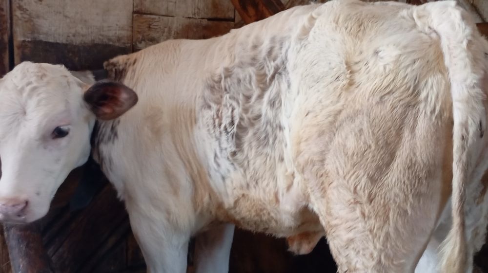 Vând vițică belgiană de 3 luni