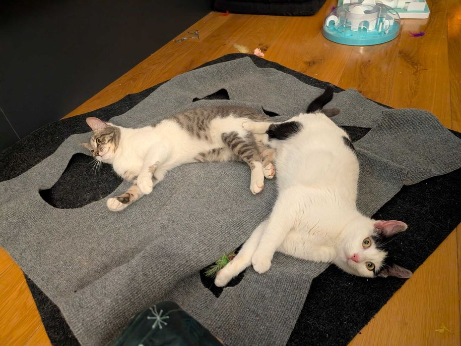 Adopție pisici Bucuresti: Rosie & Suri, surori iubitoare si sociabile!