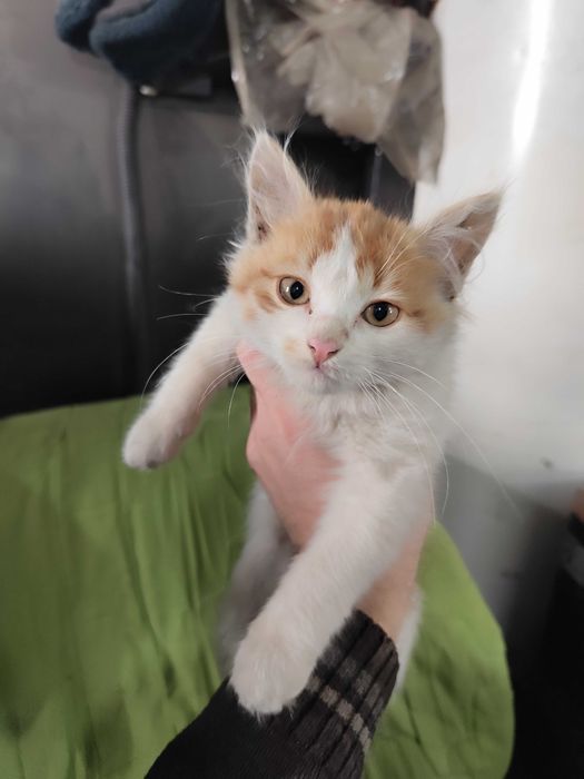 Котёнок, мальчик