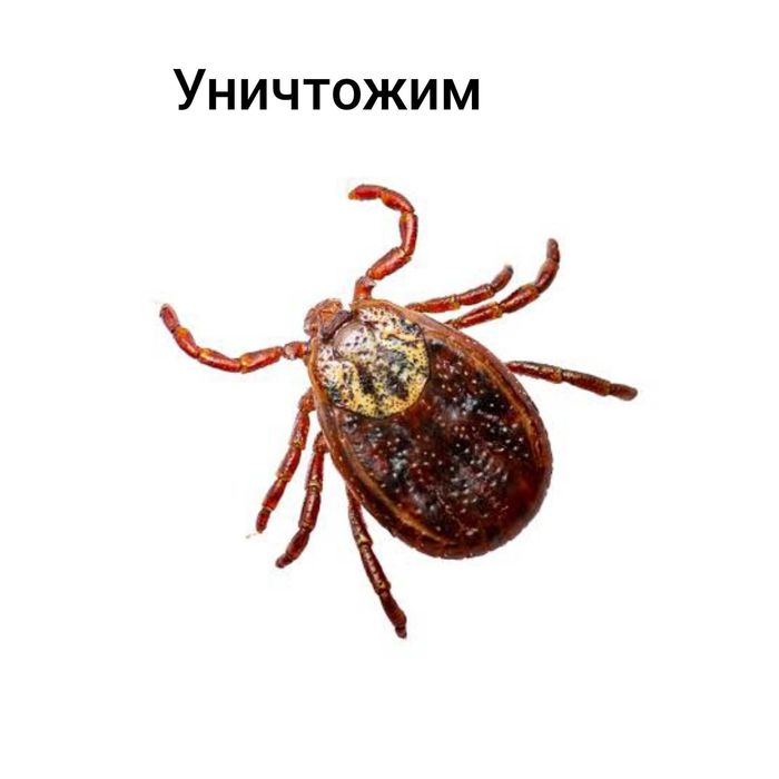 Обработка от насекомых