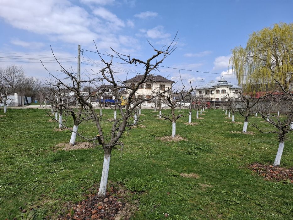 Teren Intravilan 2000 mp - Livadă de meri, Răucești