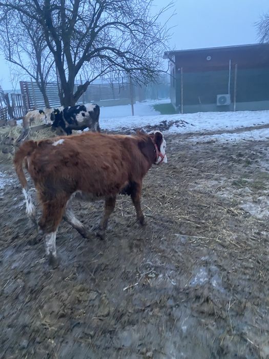 De vanzare 4 vitele și 4 tauri