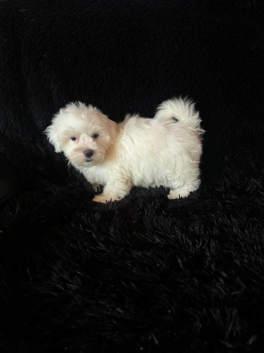 Bichon maltez baiat