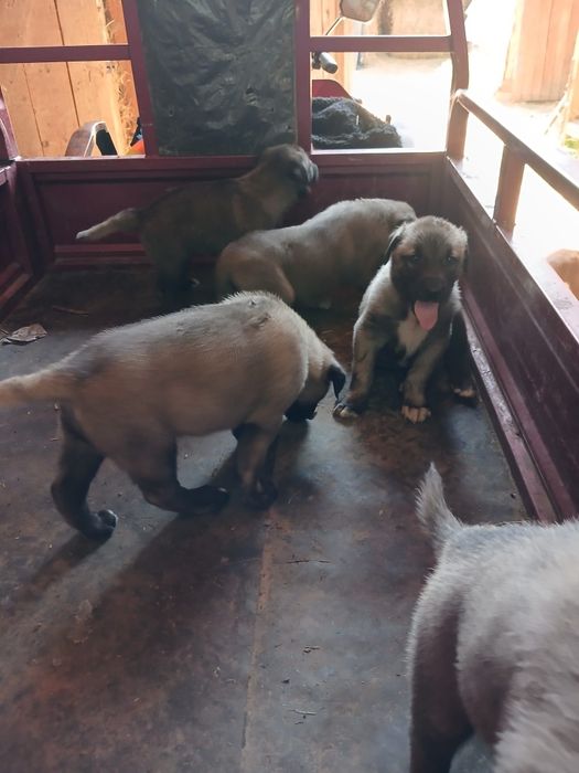 Berbeci,oi,miei de rasă