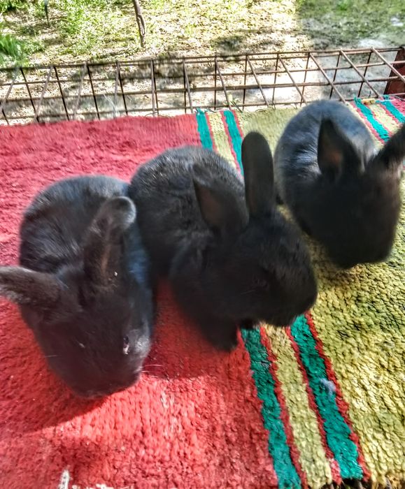 Карлик куён болалари сотилади