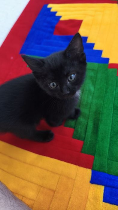 Котёнок в добрые руки