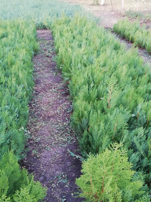 Туя разсад 0.80 лв