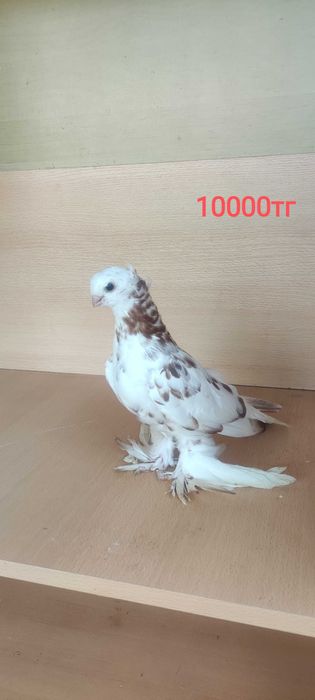 Голуби разные    ..   .