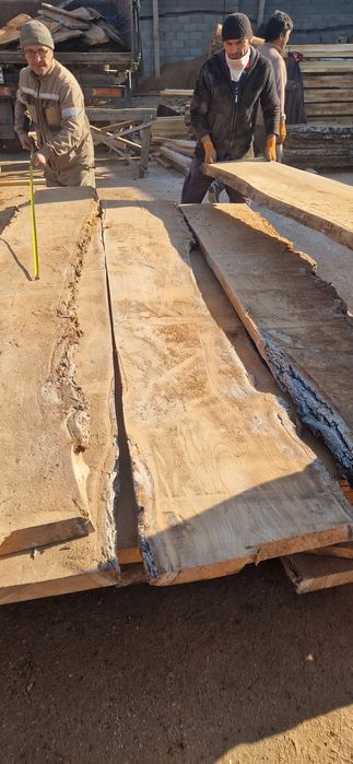 Карагач . Дуб сухой