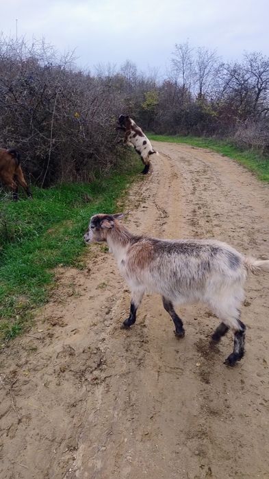 Vând capre tinere !