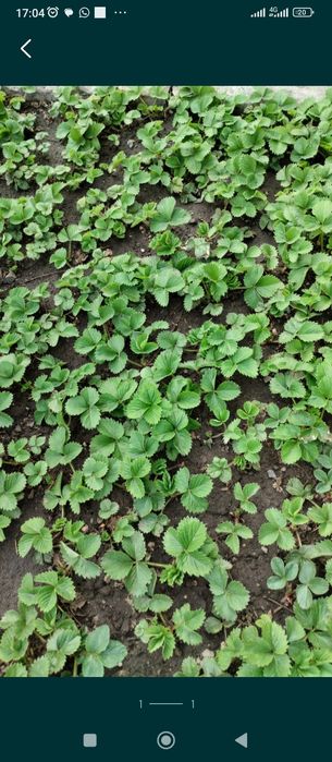 Рассада клубники ( Пришахтинск)