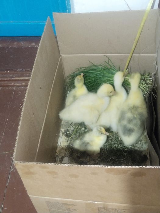 Продам гусят 3500 тг