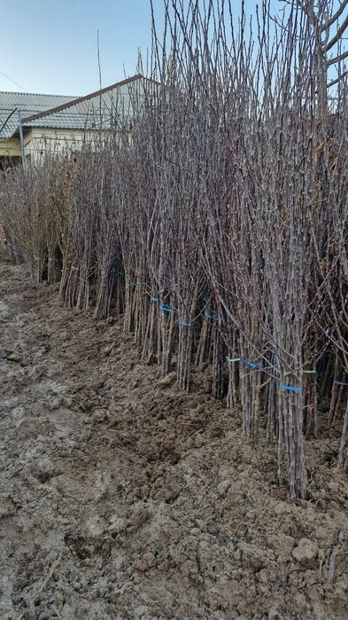 Саженцы Продаются Кошеттер оптом и в розницу