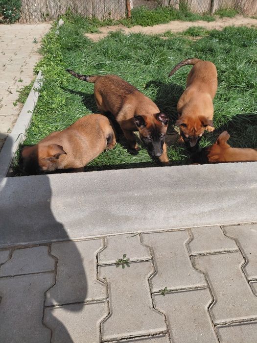 Белгийска овчарка