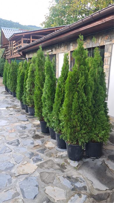 Plante ornamentame