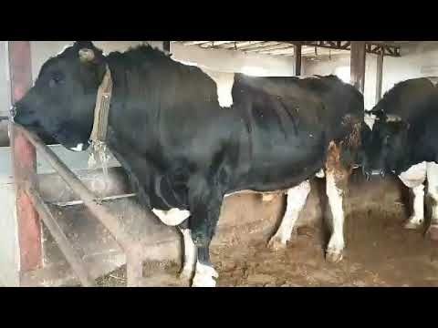 Qassob xizmati 24/7 QoCHQoRlar  bor olib borib  SOYIB BERAMUZ