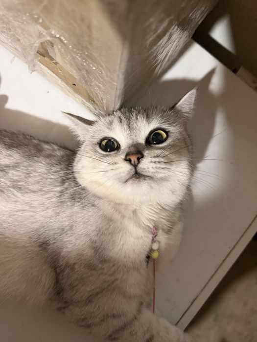 Кошка продается