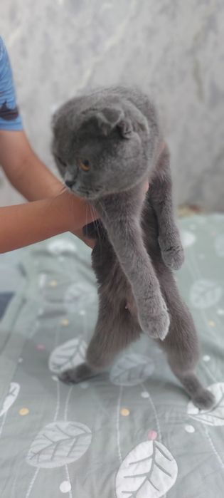 Кошка Веслоухая мама ребёнок