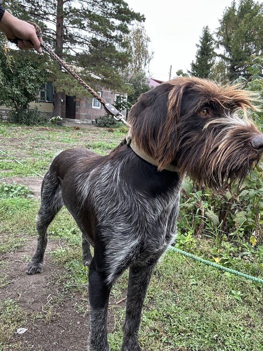 Щенки Дратхаара.