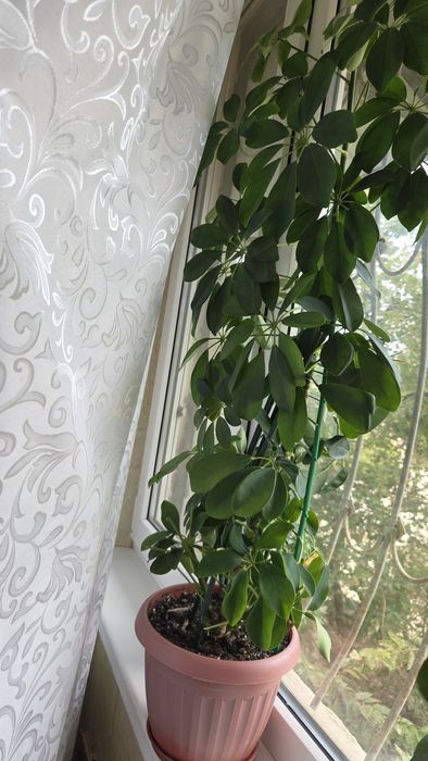 Продам   Цветок -   Шефлера