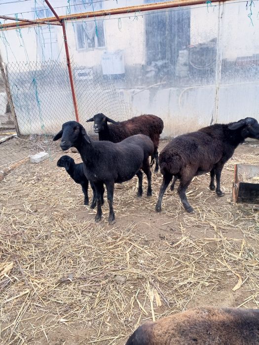 Ona bola qo'ylar sotiladi