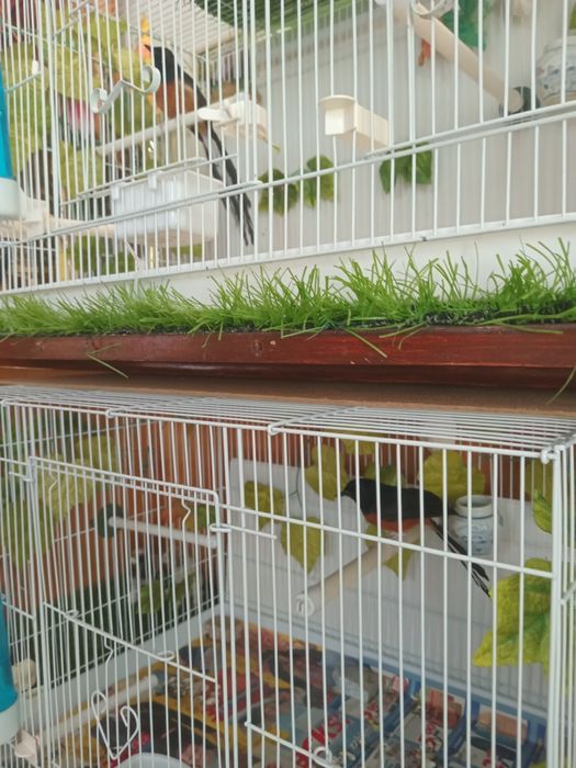 Дрозд Шама шама.