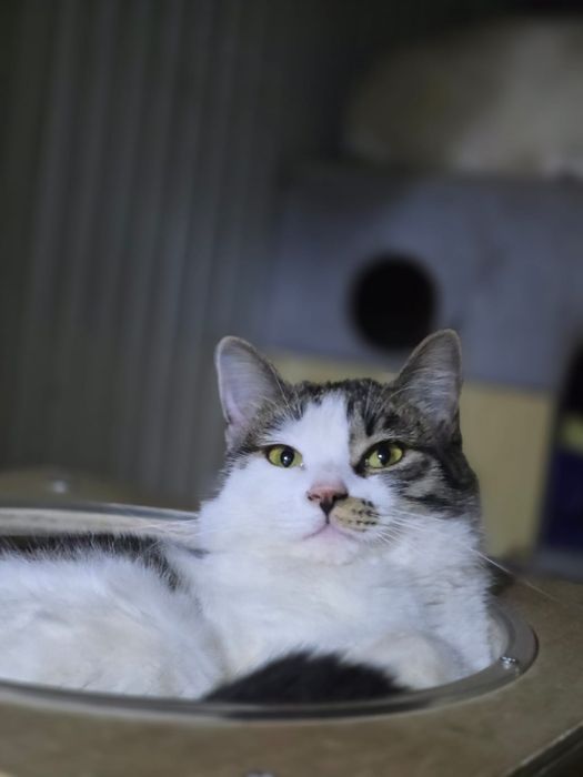 Кошка Марта, 1.3 года. стерилизована