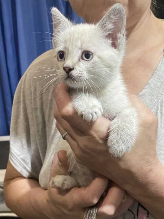 отдаются срочно котята