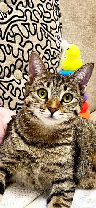 Котята-подростки в добрые руки