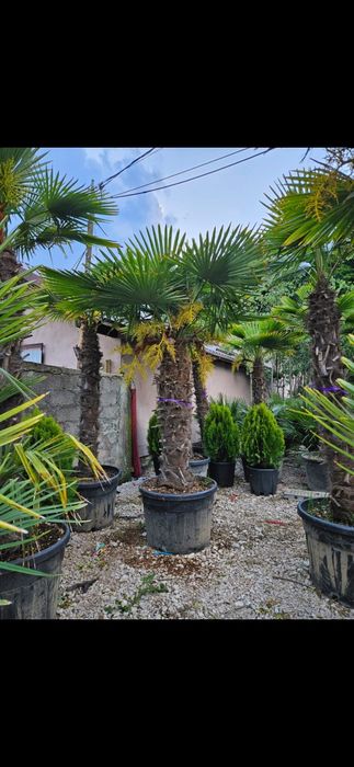 Vând palmieri trachycarpus fortunei rezistenți la îngheț