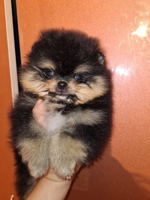 Померанский шпиц