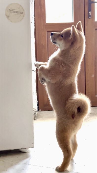 Baietel Shiba Inu deosebit