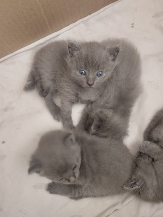 Котята милые пушистые