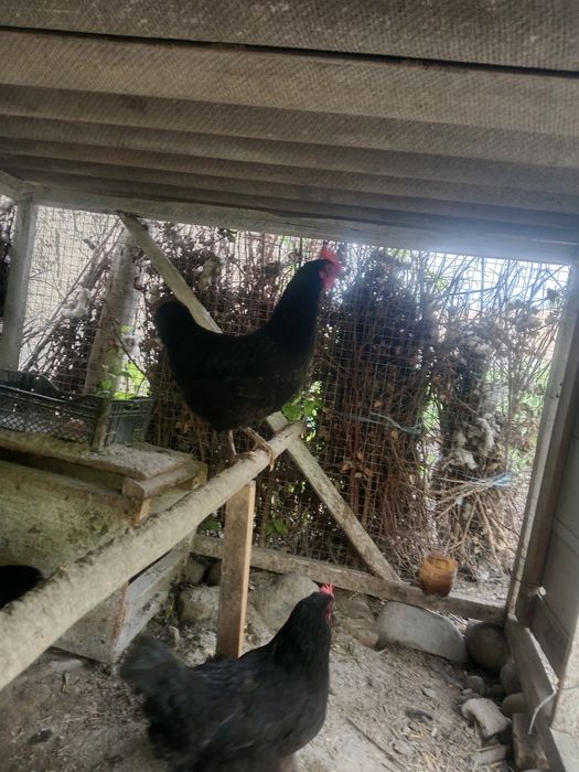 Qora tovuqlar uxayin 2 ta 3 anjon qora