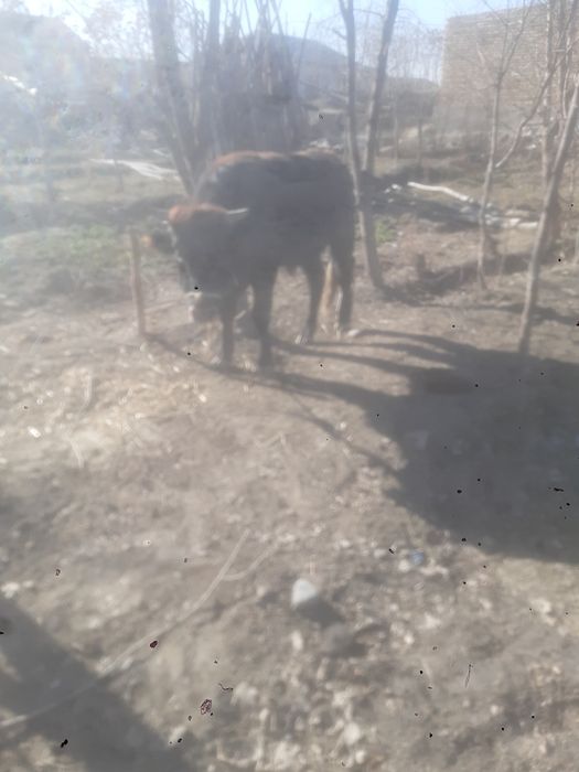 Yeb ichishi joyida sog'lom mestni tona 1 yarim yosh