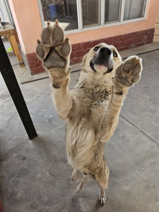 Отдам в хорошие руки