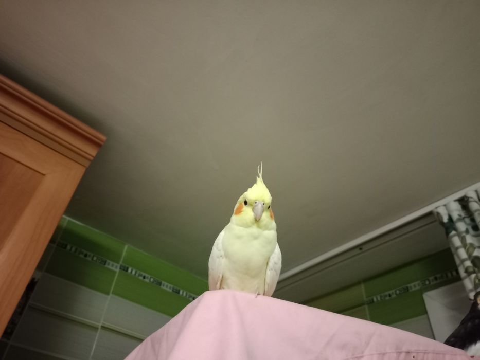 Продаю кореллу мальчик и девочка