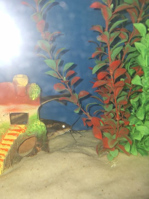 Akvarium mebeli bn sotiladi