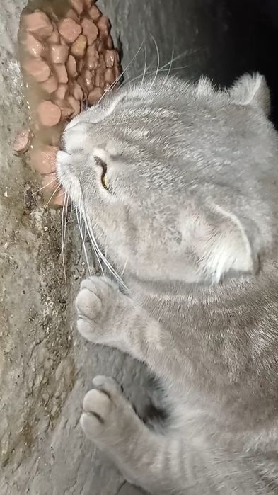 Вислоухий уличный котенок