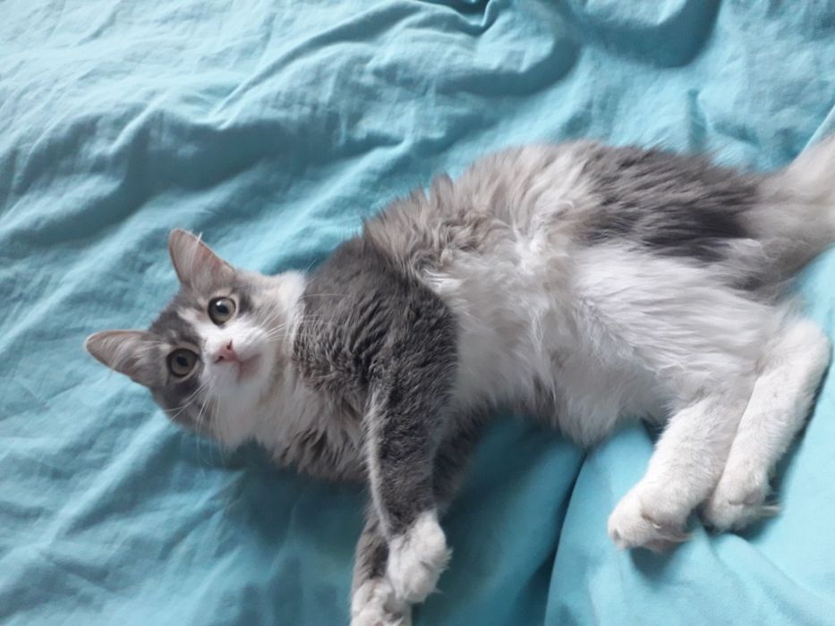 Отдам в добрые руки котика