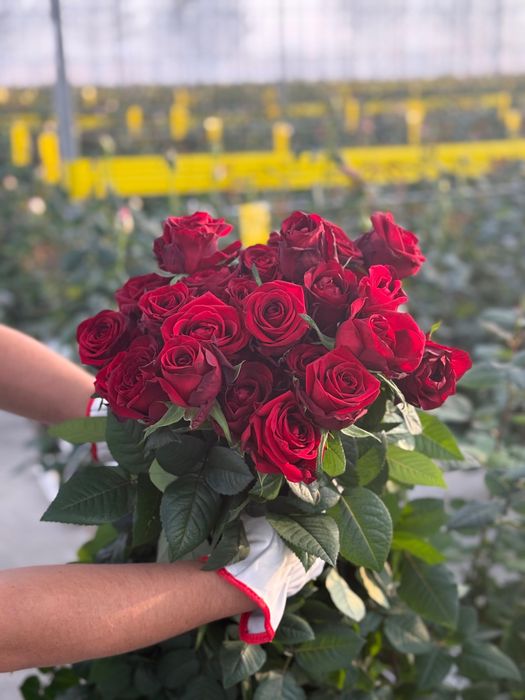 Свежесрезанные розы с теплицы
