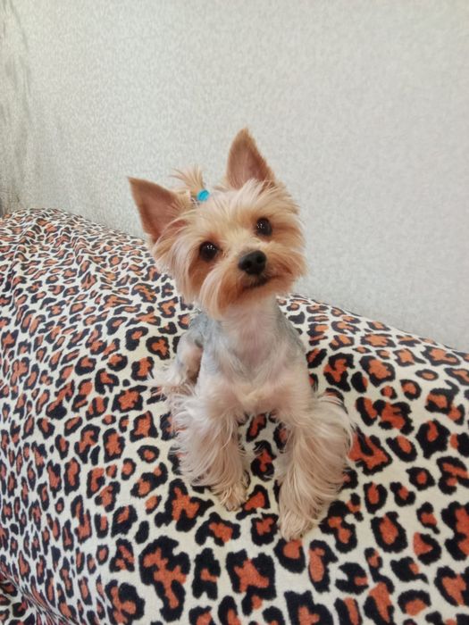 Вязка мини Йоркширский терьер