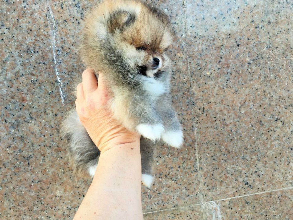 Померан мини Померанчета